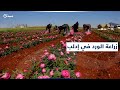 زراعة الورد الجوري تزدهر في إدلب ويعتاش منها النازحون