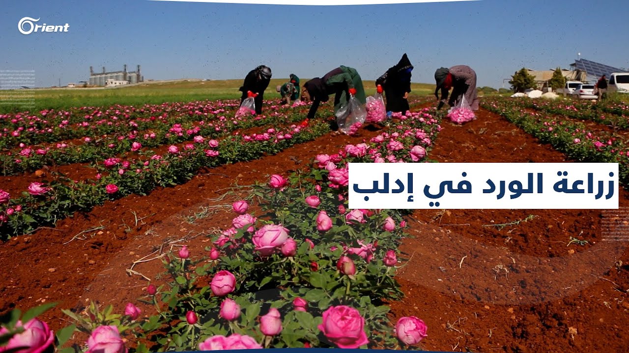 زراعة الورد الجوري تزدهر في إدلب ويعتاش منها النازحون