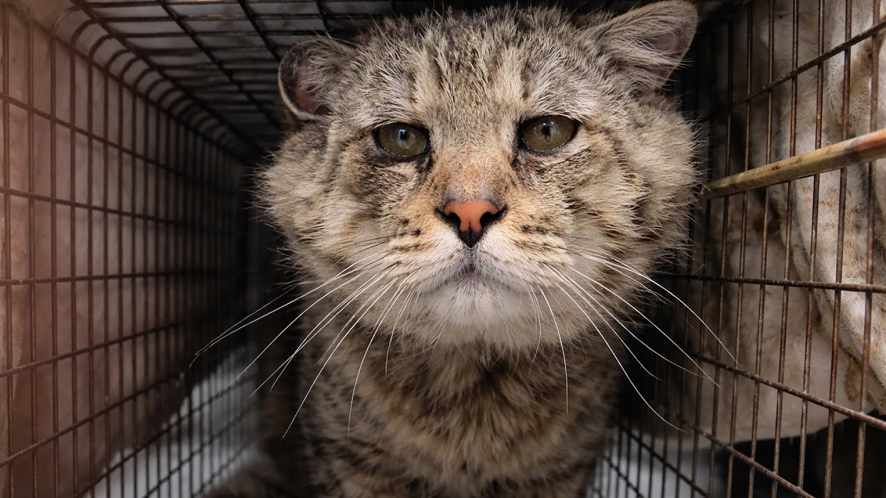 Кота принесли на усыпление из-за внешности. Волонтёр посмотрела на него и сказала: "Дайте мне 2 дня"