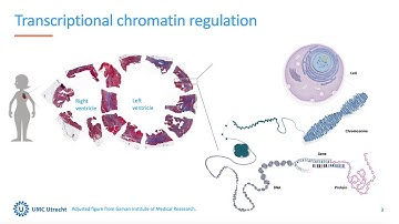 Protocol to profile chromatin landscape in snap-frozen biobanked heart tissues | UMC Utrecht