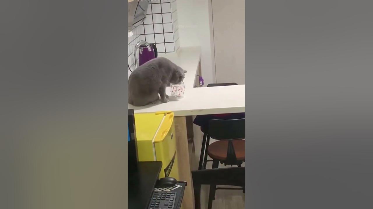 Cat Pushes Glass Off Table Thug Life Cat Pushes Glass Off Table 😸 #cute #funnycat #cutecat #cutecatvideo #