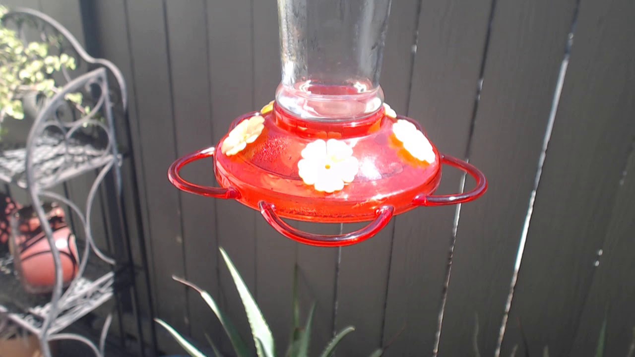 video phone beyonce mp3 Bella Hummingbird Nest Cam 09-10-2018 11:44:29 - 12:44:29