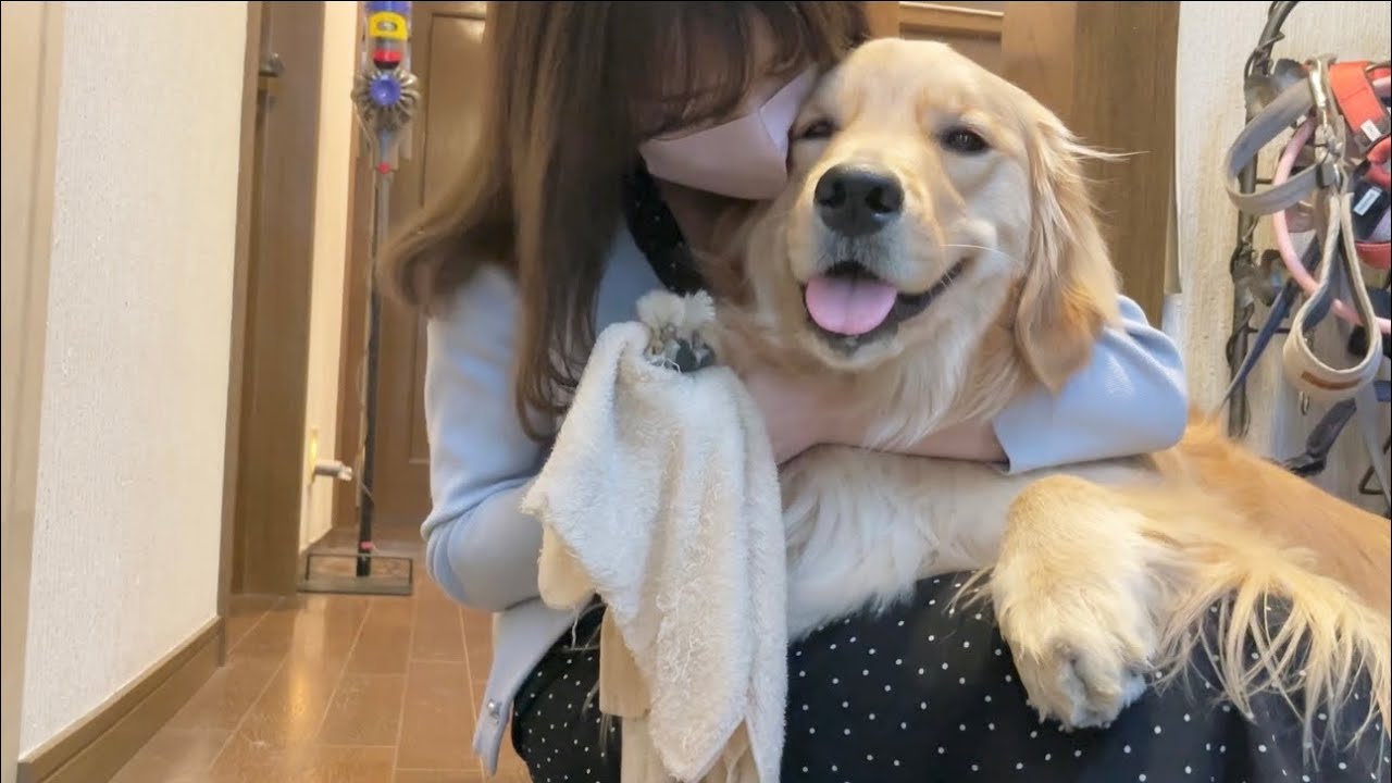 ママの膝の上でリラックスし過ぎて表情が緩んでしまうゴールデン