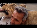 Mischief Maker – Gabby the Lioness | The Lion Whisperer