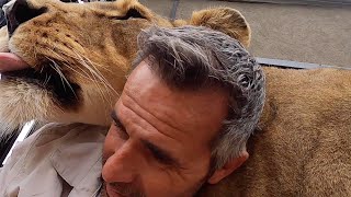 Mischief Maker – Gabby the Lioness | The Lion Whisperer