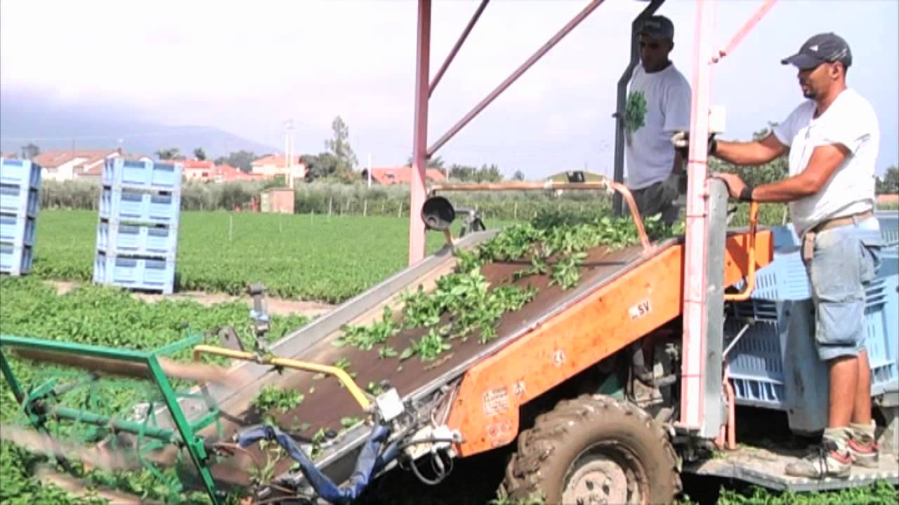 Il basilico di Anfossi, tra tradizione e modernità