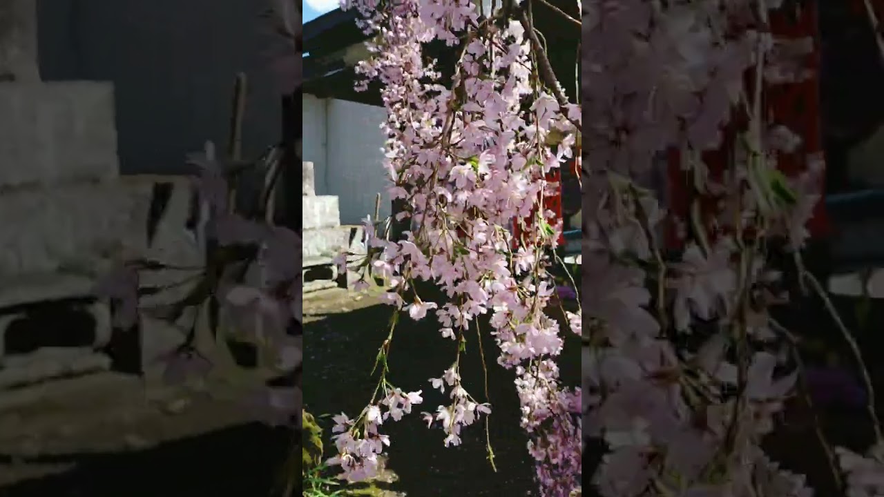 Japan weeping cherry blossom ⛩🌸