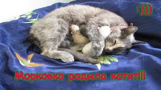 Морковка родила котят. Веселая Анюта (Бровченко).