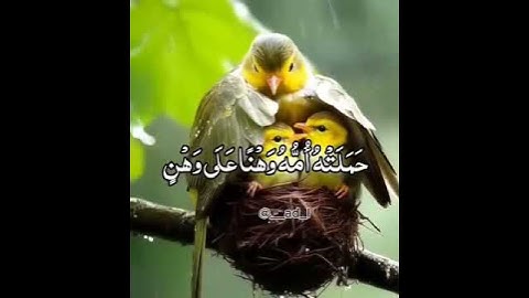 #القرآن_الكريم #اكسبلور #تلاوات #دويتو #المصحف #تلاوة_خاشعة #لايك #اهميه #ترند #الرحمن