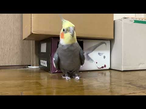 Coo-san's Wine Box