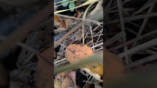 Frog jump fail🐸 Прыжок не удался😩 #frog #jump #amphibians #animals #лягушки #nature #wildlife