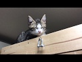 元気が有り余っているオデコの日常ががかわいい