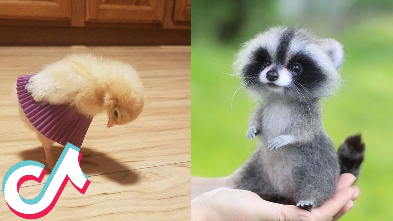 5 Minutes of the CUTEST Pets on TikTok ️️🥰 - YouTube