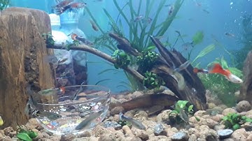 Bio chế .lọc nước cực mạnh