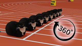 360° Maxwell The Cat 100m VR / 4K