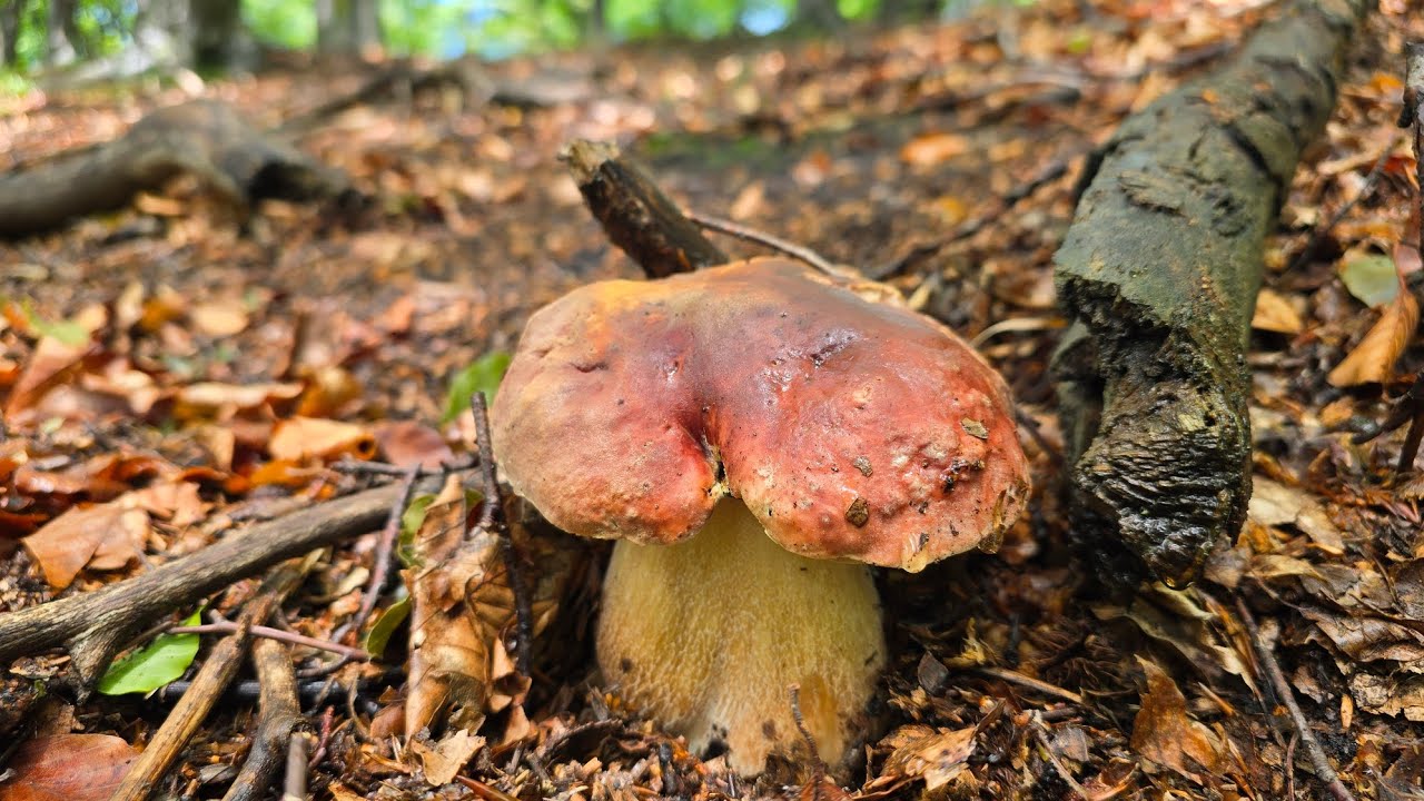 Coltivazione Funghi Rari Semi Di Funghi Porcini - 50 Spore Per Coltivare  Funghi Rari In Casa - Piante Decorative Per Balcone E Giardino Orto  Domestico