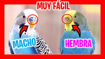 ¿Cuál es la diferencia entre una hembra y un macho gorrión?