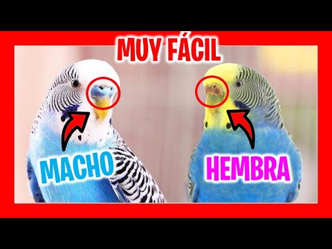 Video: Cómo Identificar Un Periquito Hembra