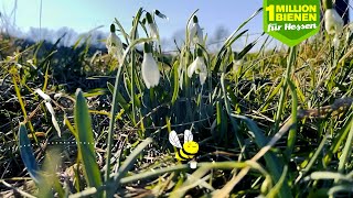1 Millionen Bienen für Hessen screenshot 4