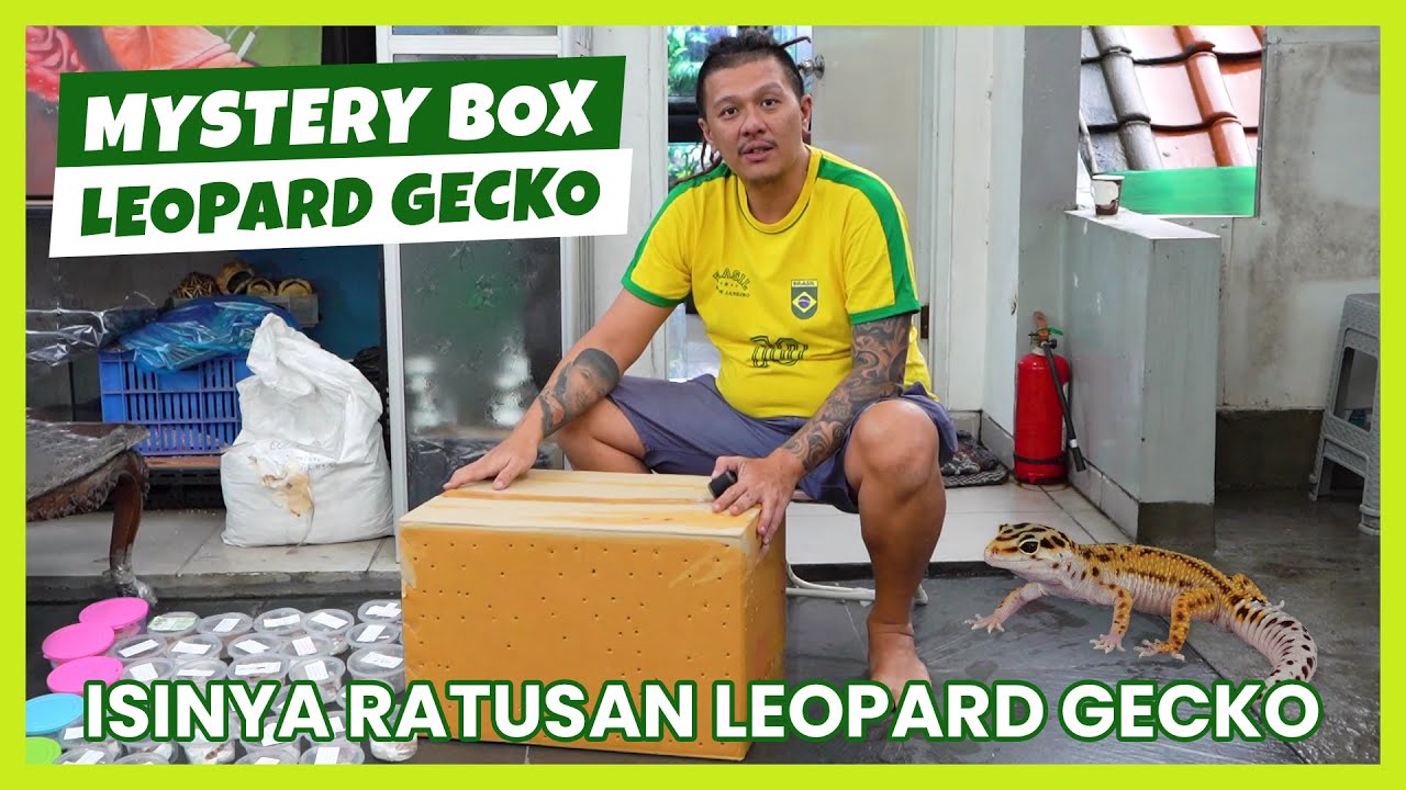 UNBOXING RATUSAN GECKO