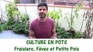 CULTURE EN POTS / fraisiers, fèves et petits pois