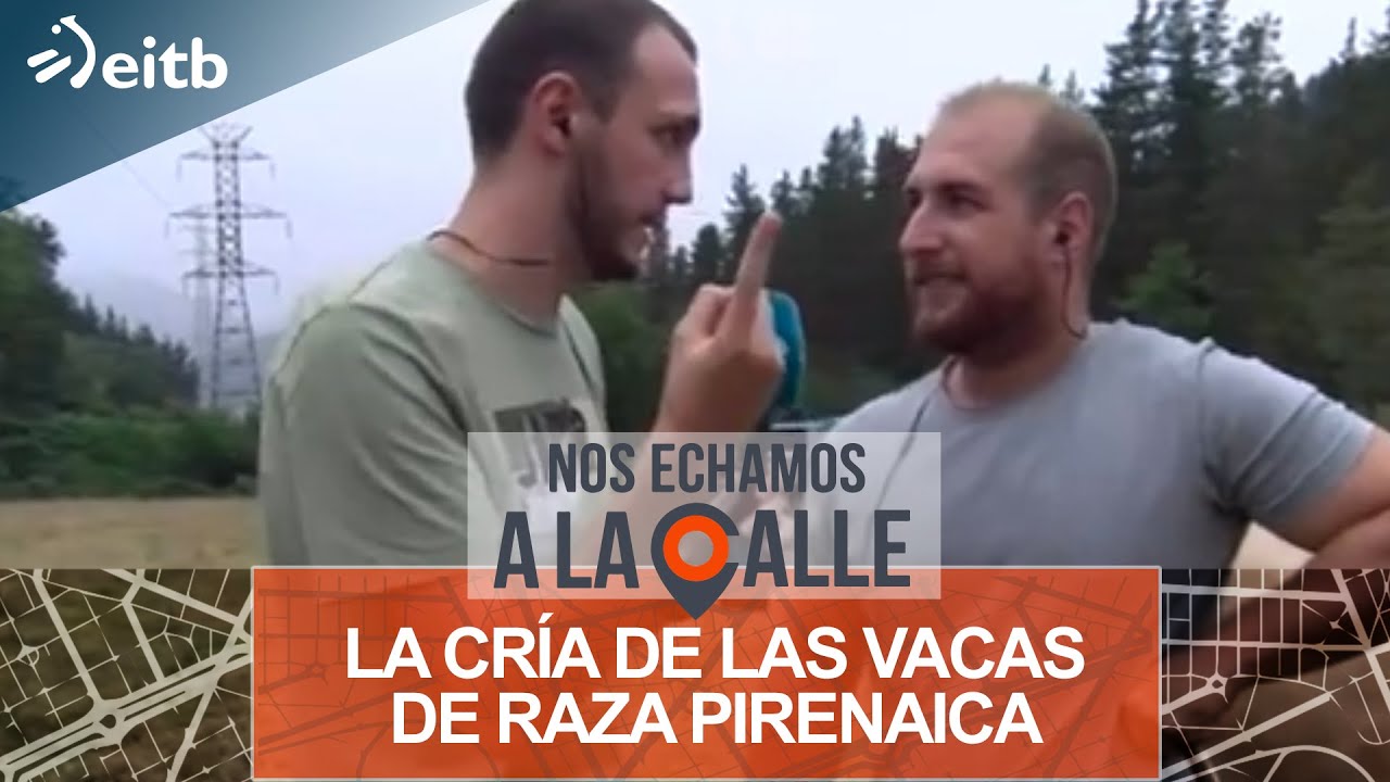 Somos testigos del trabajo que da la cría de la vacas de raza pirenaica, con pequeño susto incluido