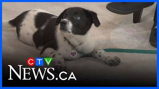 Is it time to rehome your pet? Animal rescue shares some advice