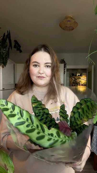 Калатея Лансифолия из уценки! #растения #калатея #калатеялансифолия # ...