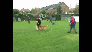 brevet homme d attaque en ring st hubert 2006