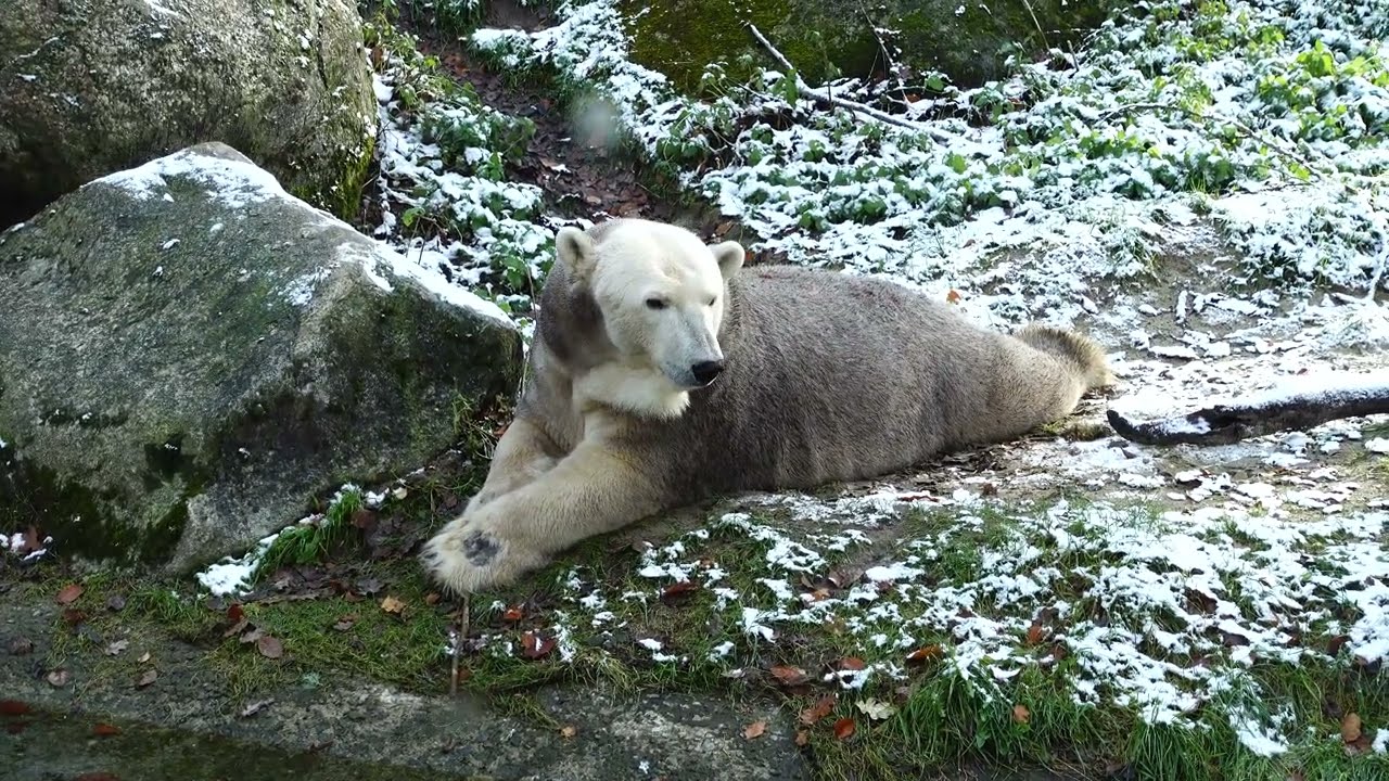 ein Eisbär - a polar bear