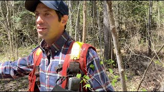 Speckled Alder  -  York River Forestry & Environmental Services