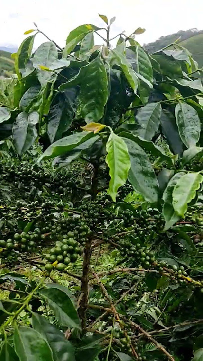 café arábica do Brasil