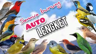 Suara Pikat Semua Jenis Burung Kecil Dan Besar