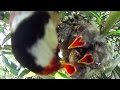Jilguero Nido Criando en libertad 2015,nid chardonneret,goldfinch nest. Versión Reducida (HD)