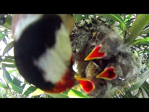 Miau miau Mono Ajustamiento Jilguero Nido Criando en libertad 2015,nid chardonneret,goldfinch nest.  Versión Reducida (HD) - YouTube