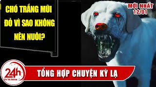 CHÓ TRẮNG MŨI ĐỎ không nên nuôi vì sao ? Chuyện lạ có thật 100%