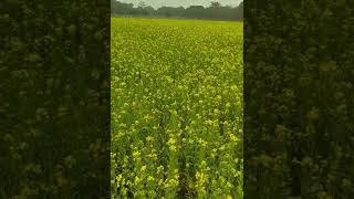 #mustardfield #viral #viralvideo #viralshorts #trending #shortsfeed #shorts #short #shortvideo ​