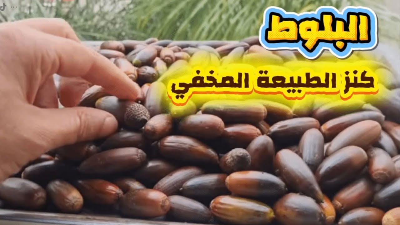 البلوط… كنز طبيعي مخفي! أسرار شجرة البلوط، واحدة من أقدم وأقوى الأشجار في الطبيعة! oak tree