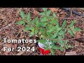 Tomatoes we are growing this year 2024