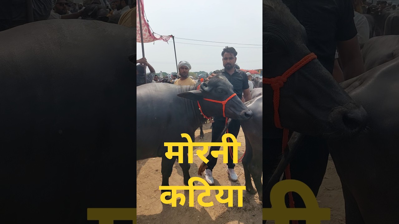 Madhiyai Pashu Mandi | Sardhana Peth | Kurbani Katiya | qurbani padi