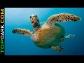 15 Especies de Tortugas Más Asombrosas