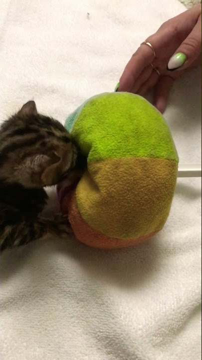 BABY KITTY