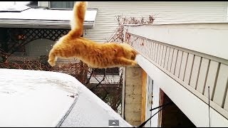 Waffles The Terrible  Funny Cat Fails Epic Jump