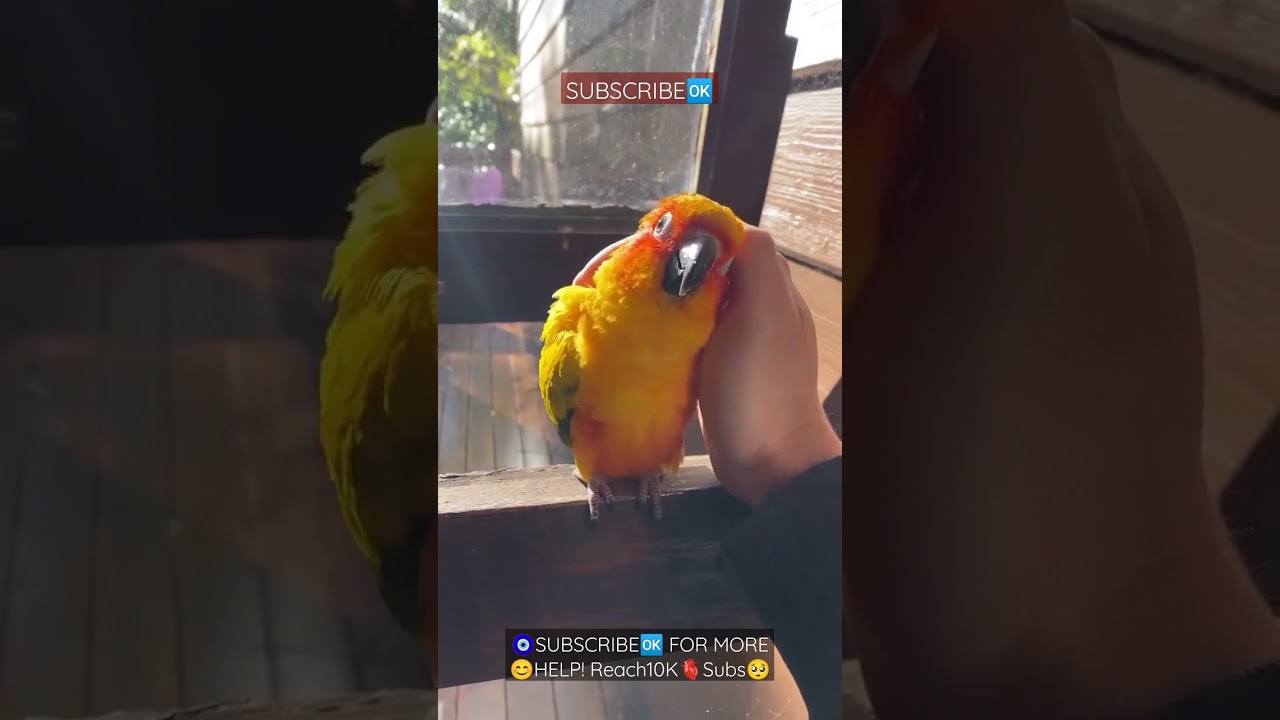 The Human Parrot 🐦 Bond Is So Intense ❣️❤️SUBSCRIBE🆗