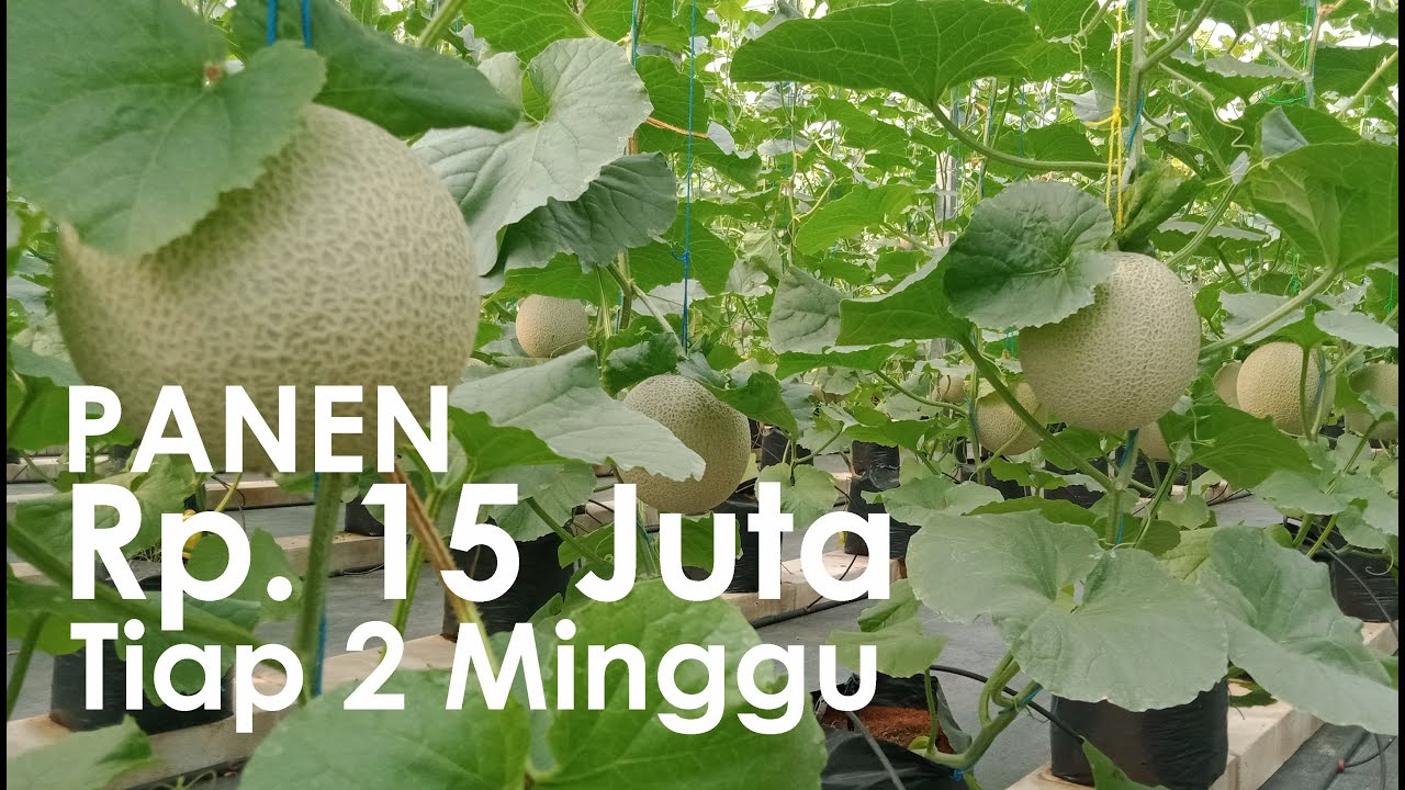 Cara Budidaya Melon Green House Hasil Rp 15 Juta Tiap Panen Rotasi 2