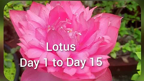 Lotus Bud from day 1 to day 14 - DayDayNews