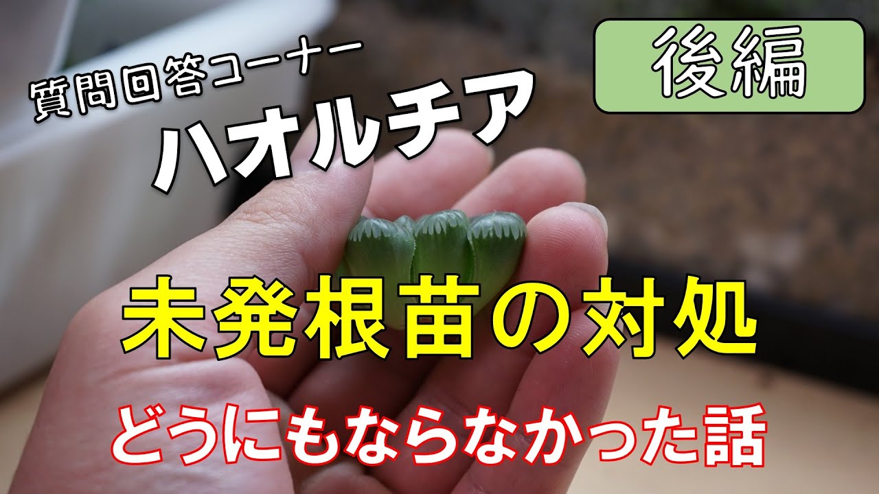 基本的には植え付けるだけ？] 未発根のハオルチアの対処方法 [どうにも