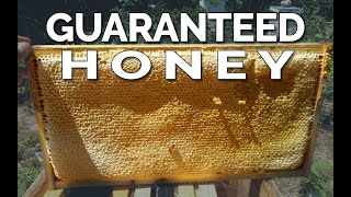 How To Guarantee A Honey Harvest (Even First Year Beeks)