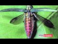 Emerald Ash Borer Identification Emerald Ash Borer Identification