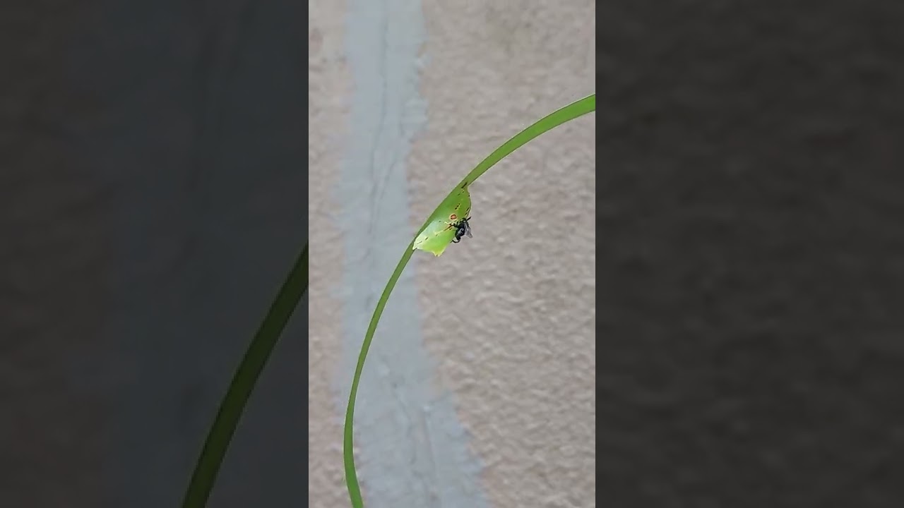 Parasitic Wasp (Pupal parasitoids)